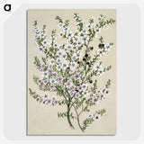 1-4_Native-Flowering-Plants-of-New-Zealand_picture-crop