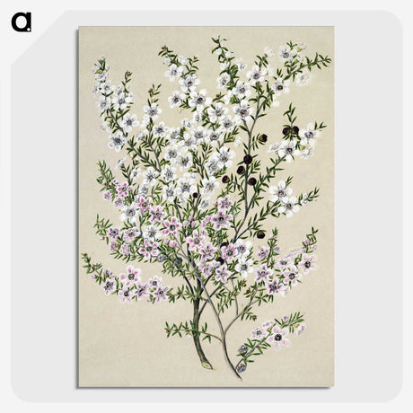 1-4_Native-Flowering-Plants-of-New-Zealand_picture-crop