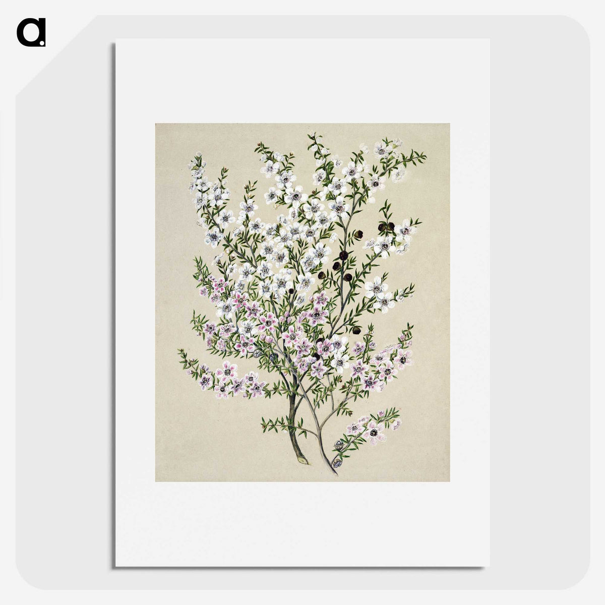 1-4_Native-Flowering-Plants-of-New-Zealand_picture
