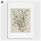 1-4_Native-Flowering-Plants-of-New-Zealand_picture