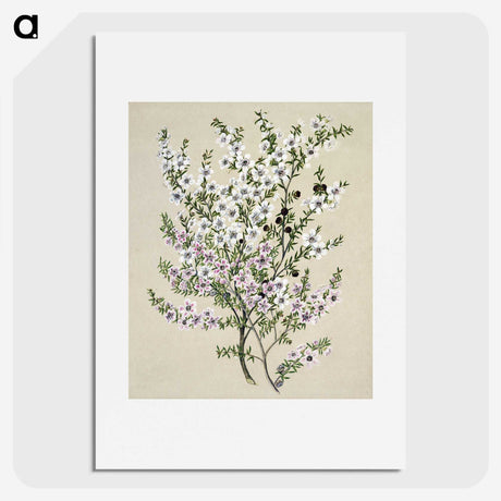 1-4_Native-Flowering-Plants-of-New-Zealand_picture