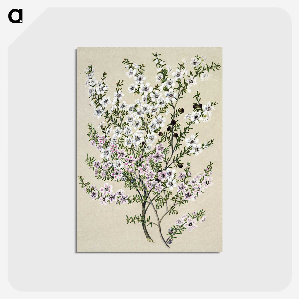 1-4_Native-Flowering-Plants-of-New-Zealand_postcard