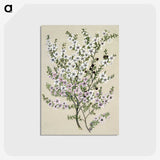 1-4_Native-Flowering-Plants-of-New-Zealand_postcard