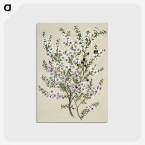1-4_Native-Flowering-Plants-of-New-Zealand_postcard