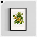 1-4_Nederlandsche-Flora-en-Pomona_blk
