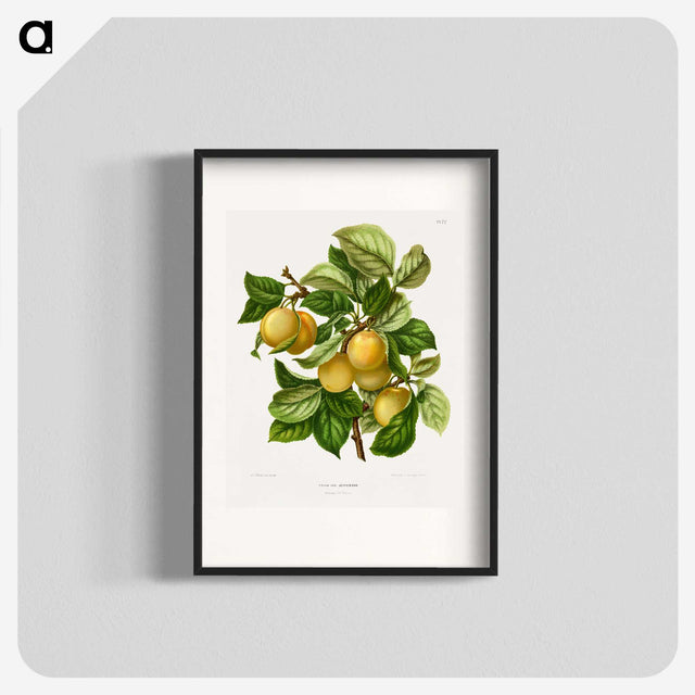1-4_Nederlandsche-Flora-en-Pomona_blk