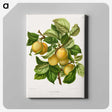 1-4_Nederlandsche-Flora-en-Pomona_canvas