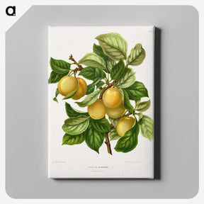 1-4_Nederlandsche-Flora-en-Pomona_canvas