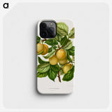 1-4_Nederlandsche-Flora-en-Pomona_phone