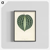 1-4_New-and-Rare-Beautiful-Leaved-Plants_blk-crop