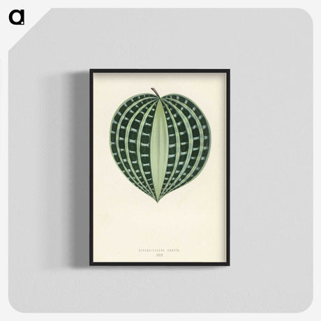 1-4_New-and-Rare-Beautiful-Leaved-Plants_blk-crop