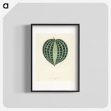 1-4_New-and-Rare-Beautiful-Leaved-Plants_blk