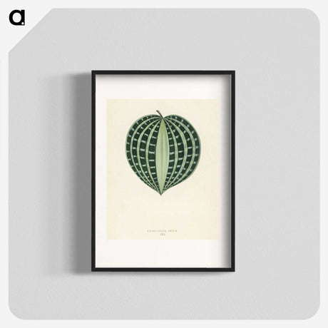 1-4_New-and-Rare-Beautiful-Leaved-Plants_blk