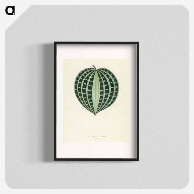 1-4_New-and-Rare-Beautiful-Leaved-Plants_blk