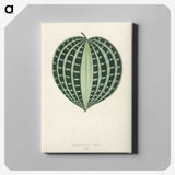 1-4_New-and-Rare-Beautiful-Leaved-Plants_canvas