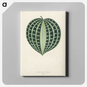 1-4_New-and-Rare-Beautiful-Leaved-Plants_canvas