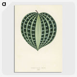 1-4_New-and-Rare-Beautiful-Leaved-Plants_picture-crop