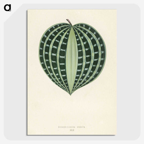1-4_New-and-Rare-Beautiful-Leaved-Plants_picture-crop