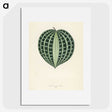 1-4_New-and-Rare-Beautiful-Leaved-Plants_picture