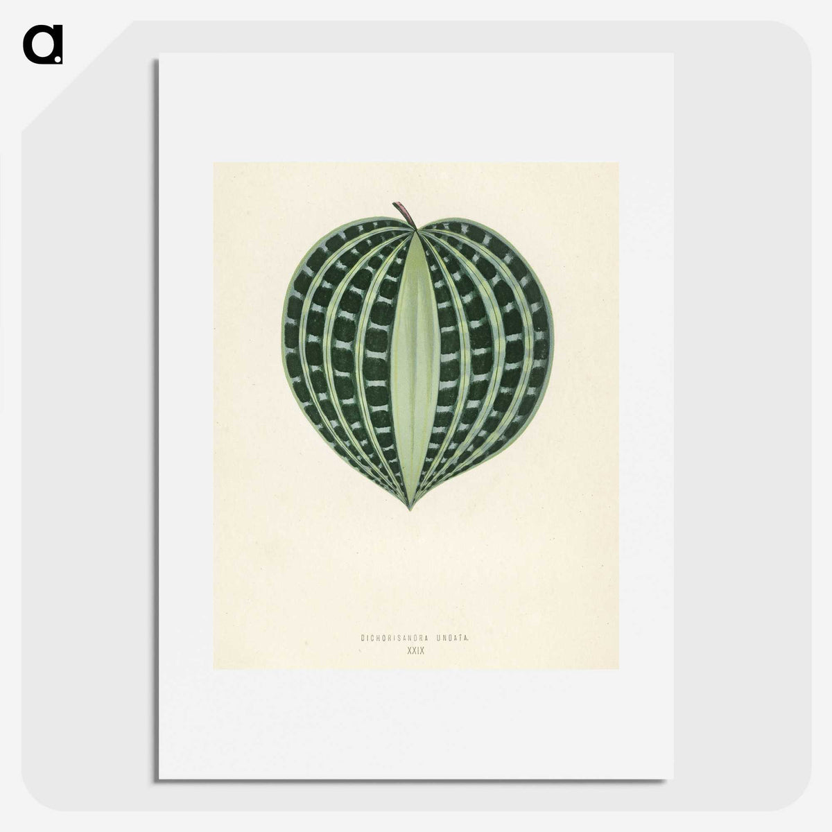 1-4_New-and-Rare-Beautiful-Leaved-Plants_picture