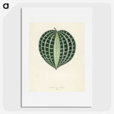 1-4_New-and-Rare-Beautiful-Leaved-Plants_picture