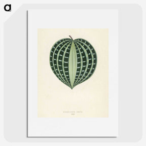 1-4_New-and-Rare-Beautiful-Leaved-Plants_picture