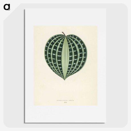 1-4_New-and-Rare-Beautiful-Leaved-Plants_picture