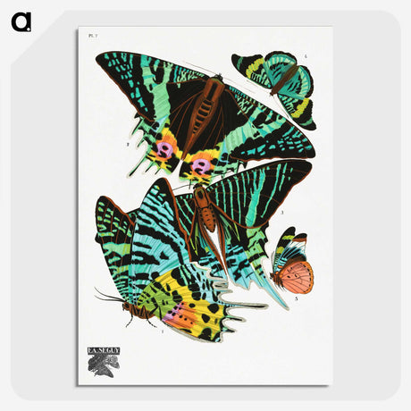 1-4_Papillons_picture-crop