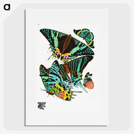1-4_Papillons_picture