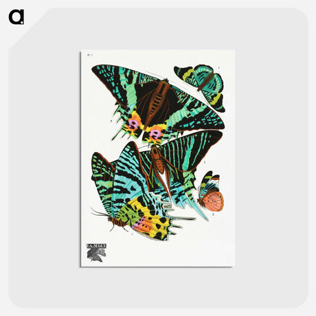 アートポストカード-Vintage Butterflies
 - パピヨン Postcard.