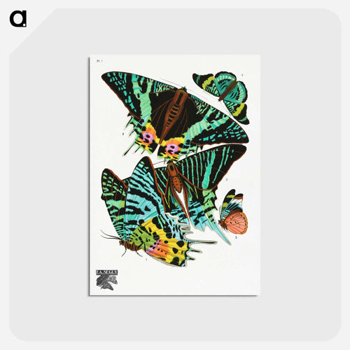 Vintage Butterflies
 - パピヨン Postcard.