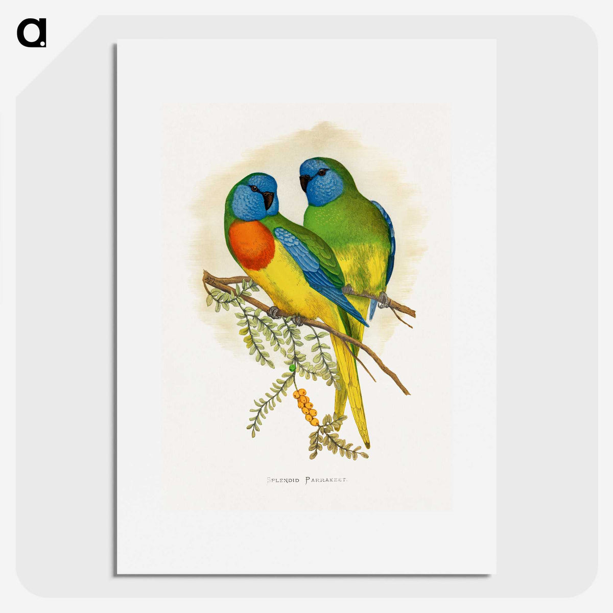 1-4_Parrots-in-Captivity_picture