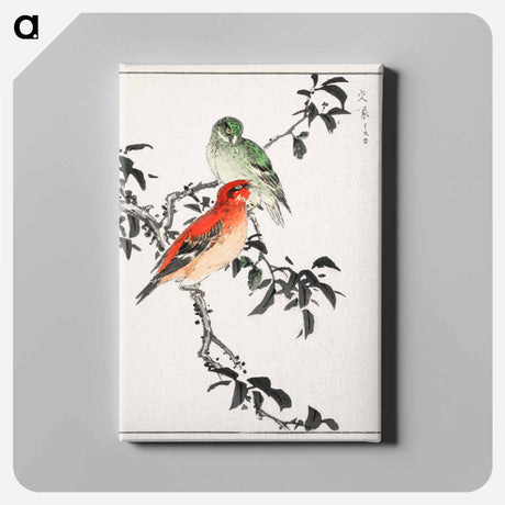 アートパネル-Crossbill Illustration
 - 鳥類図鑑 Canvas.