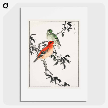 アートポスター-Crossbill Illustration
 - 鳥類図鑑 Poster.