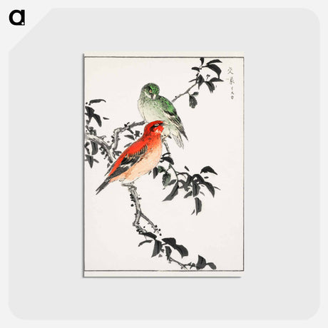 アートポストカード-Crossbill Illustration
 - 鳥類図鑑 Postcard.