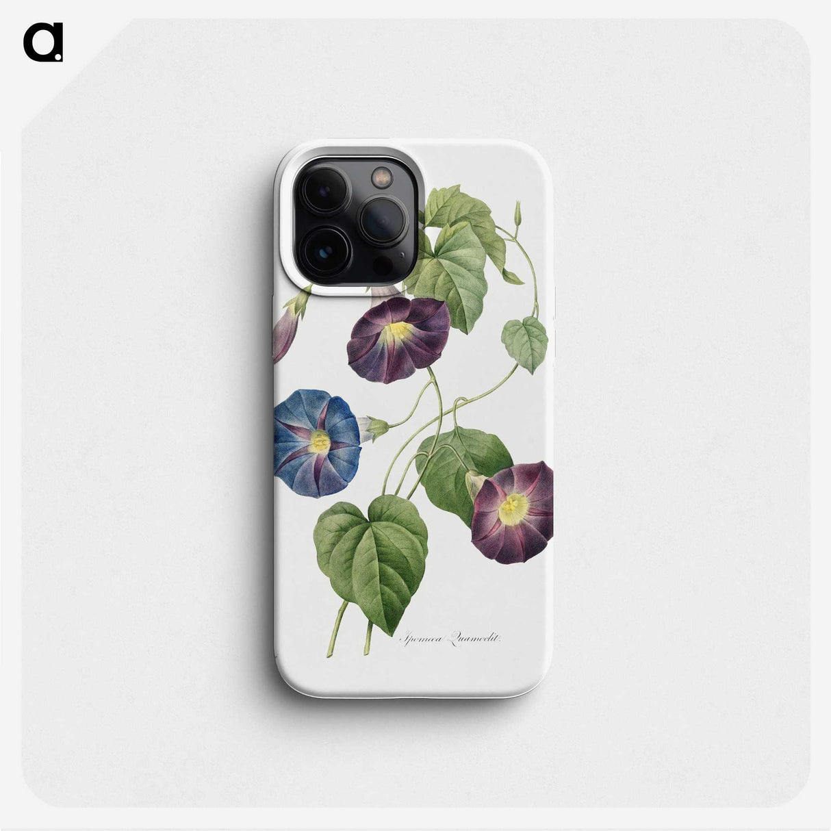 1-4_Pierre-Joseph-Redoute_phone
