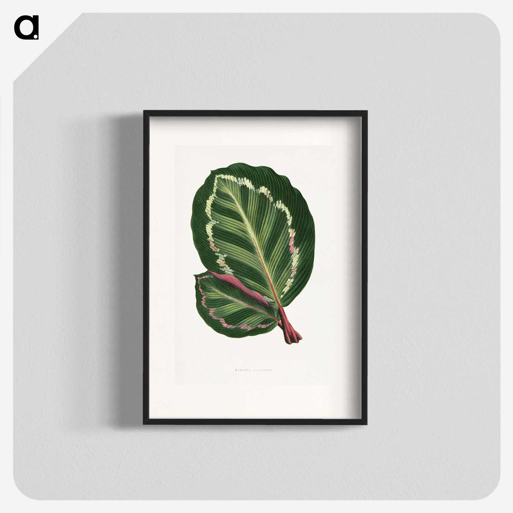 1-4_Plants-with-Colored-Foliage_blk