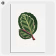 1-4_Plants-with-Colored-Foliage_picture