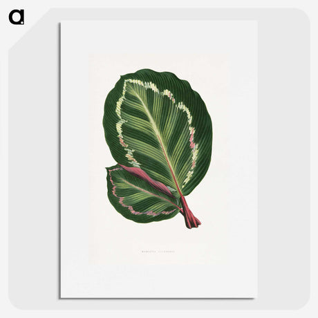 1-4_Plants-with-Colored-Foliage_picture