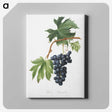 1-4_Pomona-Italiana_canvas