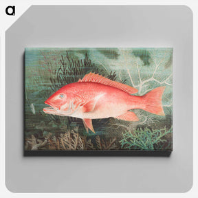 アートパネル-Northern Red Snapper
 - サミュエル キルボーン Canvas.