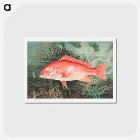 アートポストカード-Northern Red Snapper
 - サミュエル キルボーン Postcard.