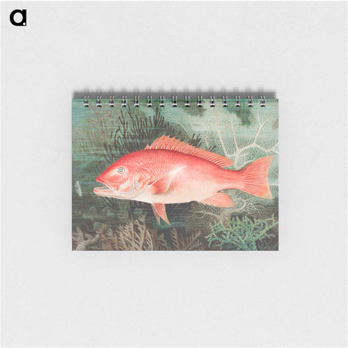 Northern Red Snapper
 - サミュエル キルボーン Memo.