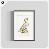 Cockatoo
 - サヴェリオ マネッティ Poster.