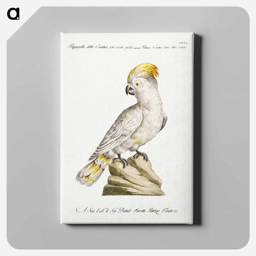 Cockatoo
 - サヴェリオ マネッティ Canvas.