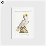 Cockatoo
 - サヴェリオ マネッティ Postcard.