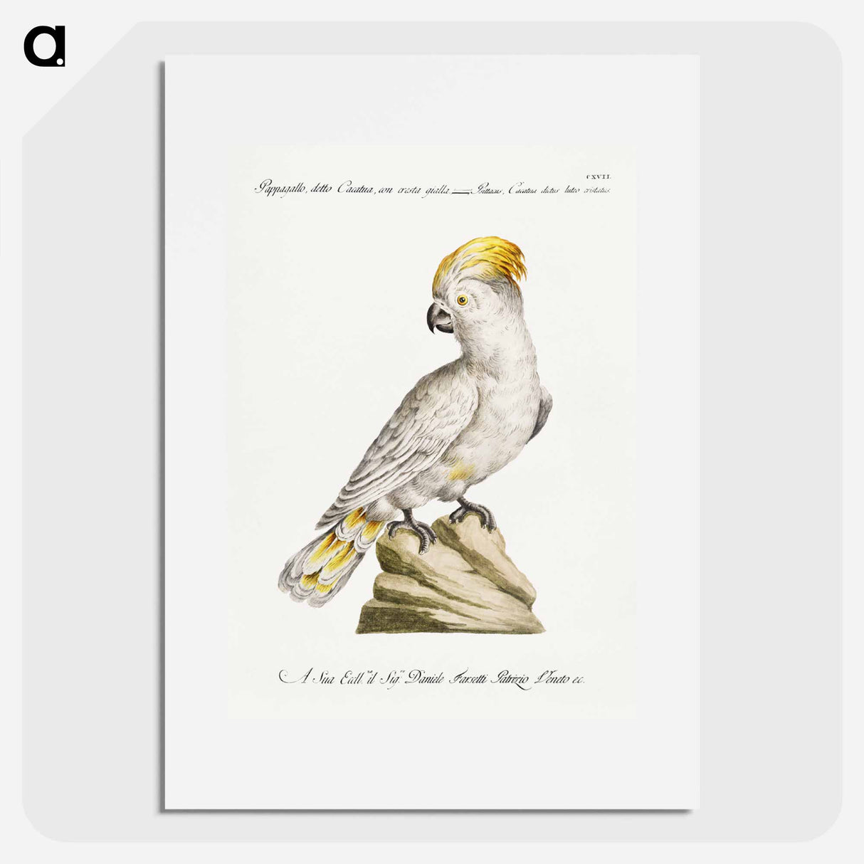 Cockatoo
 - サヴェリオ マネッティ Poster.