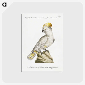 1-4_Saverio-Manetti_postcard