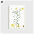 1-4_Stirpes-Novae_postcard