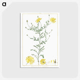 1-4_Stirpes-Novae_postcard